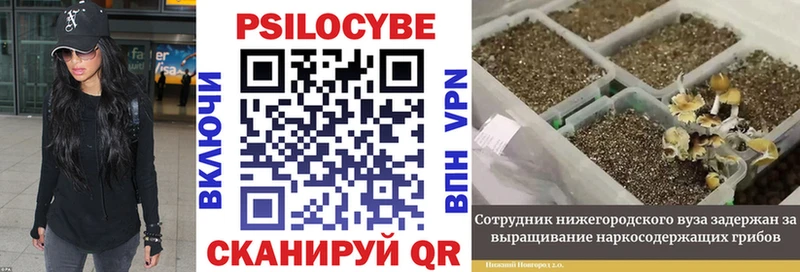 мориарти как зайти  Кириши  Псилоцибиновые грибы GOLDEN TEACHER 